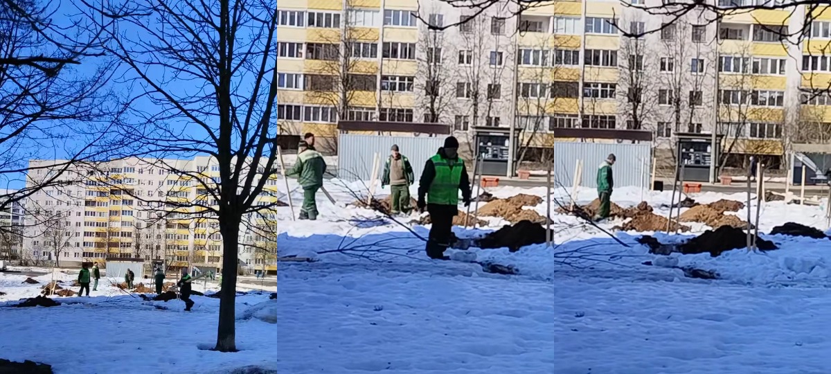 коммунальники садят деревья в снег