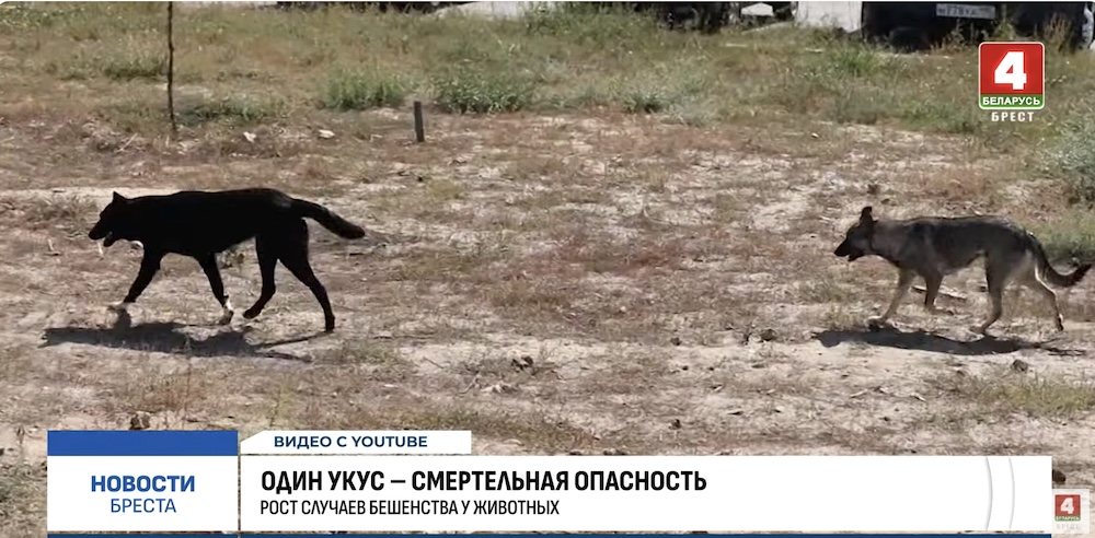 Собаки гуляют по улице.