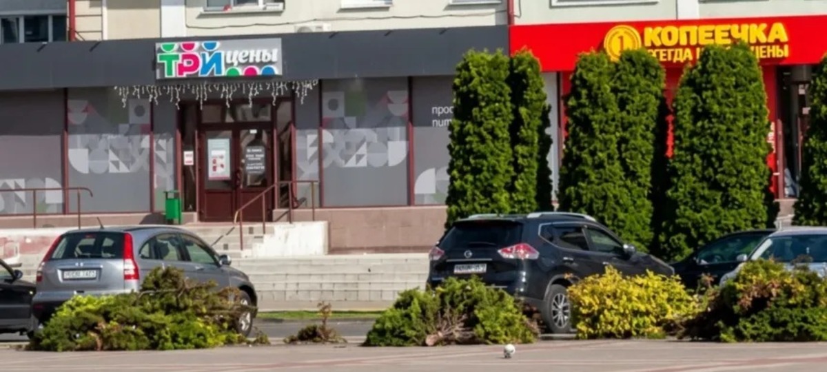 Туи на площади Ленина в Пинске, которые убрали коммунальщики