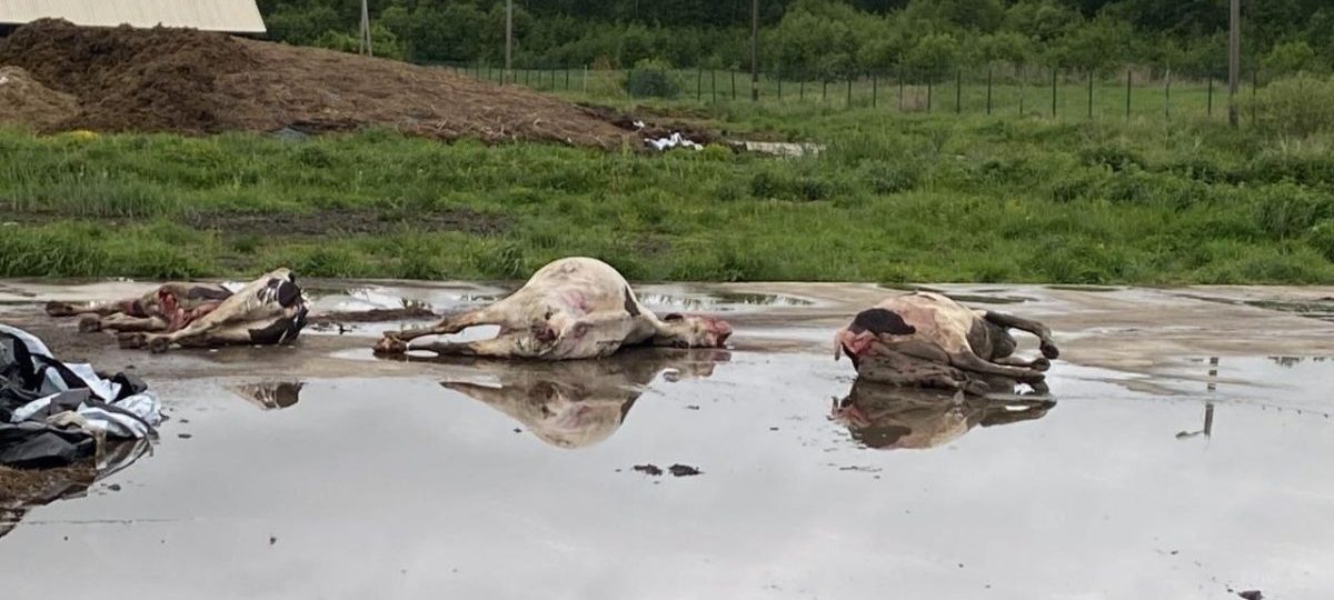 мертвые коровы рогатый скот