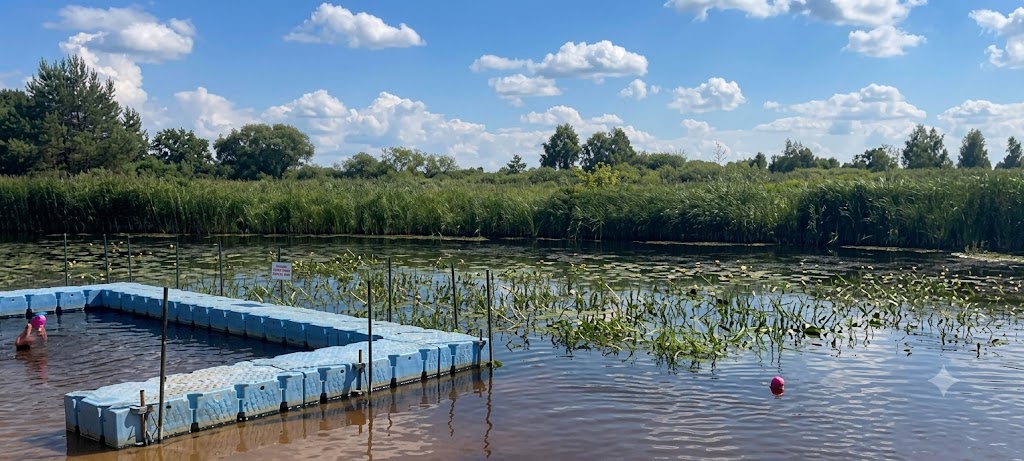 заросший берег реки 