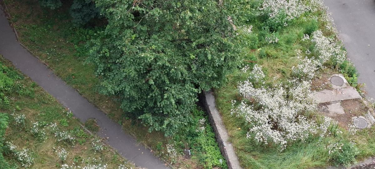 Трава во дворе многоквартирных домов на улице Быховской в Гомеле