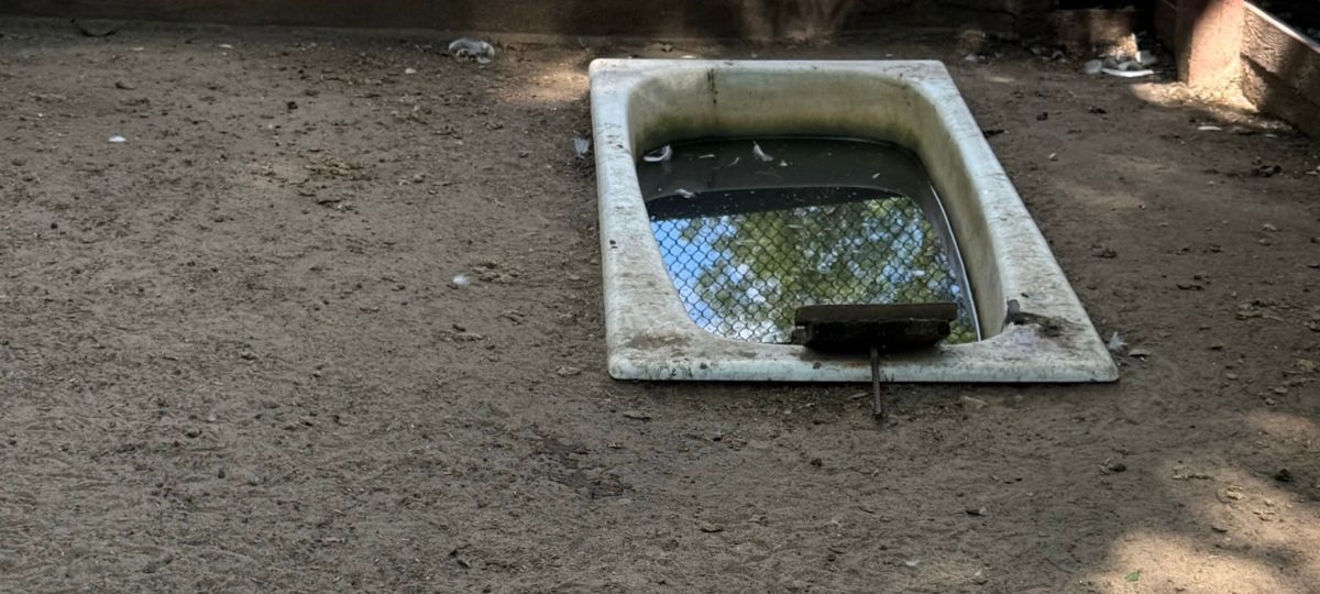 Вода для уток в витебском зоопарке